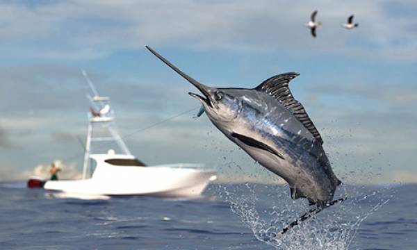 Blue Marlin Fishing near 30A Blue Marlin Fishing near 30A